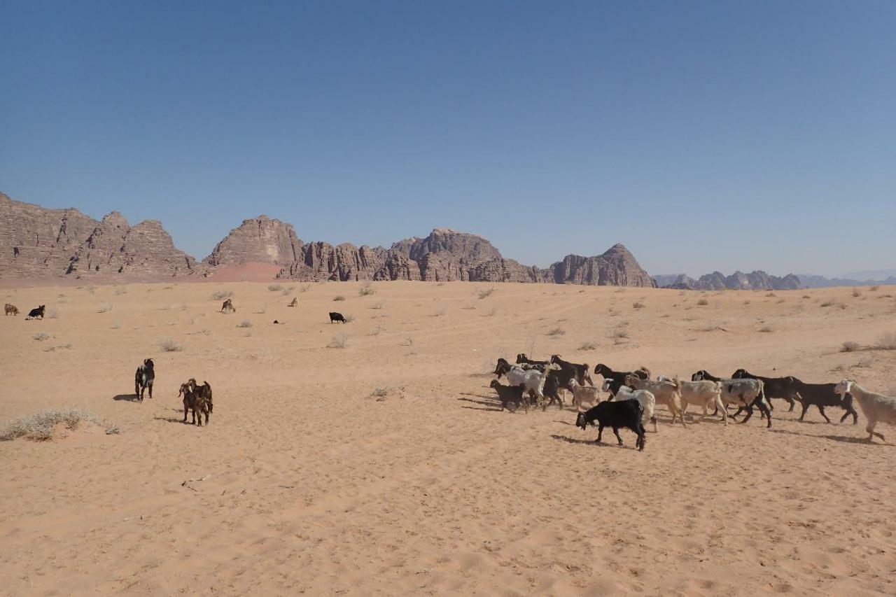 Martian Camp Wadi Rum Exterior foto